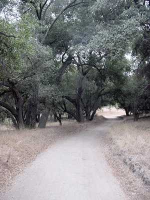 Oak shaded canyon trail (Cheeseboro Canyon)