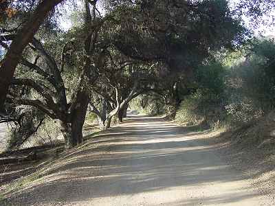 Oak Shaded Trail (Malibu Creek)