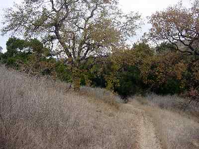 Fall Colors (Palo Comado Canyon)